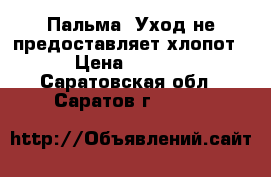 Пальма. Уход не предоставляет хлопот! › Цена ­ 1 000 - Саратовская обл., Саратов г.  »    